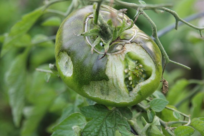 Humidity-Fueled Diseases