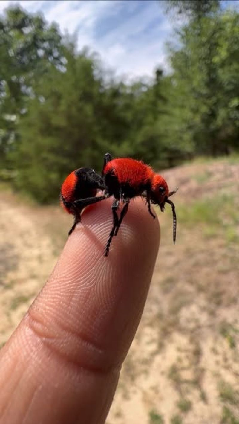 Velvet Ants