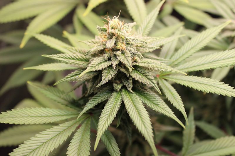 Cannabis: Complex Legal Status
