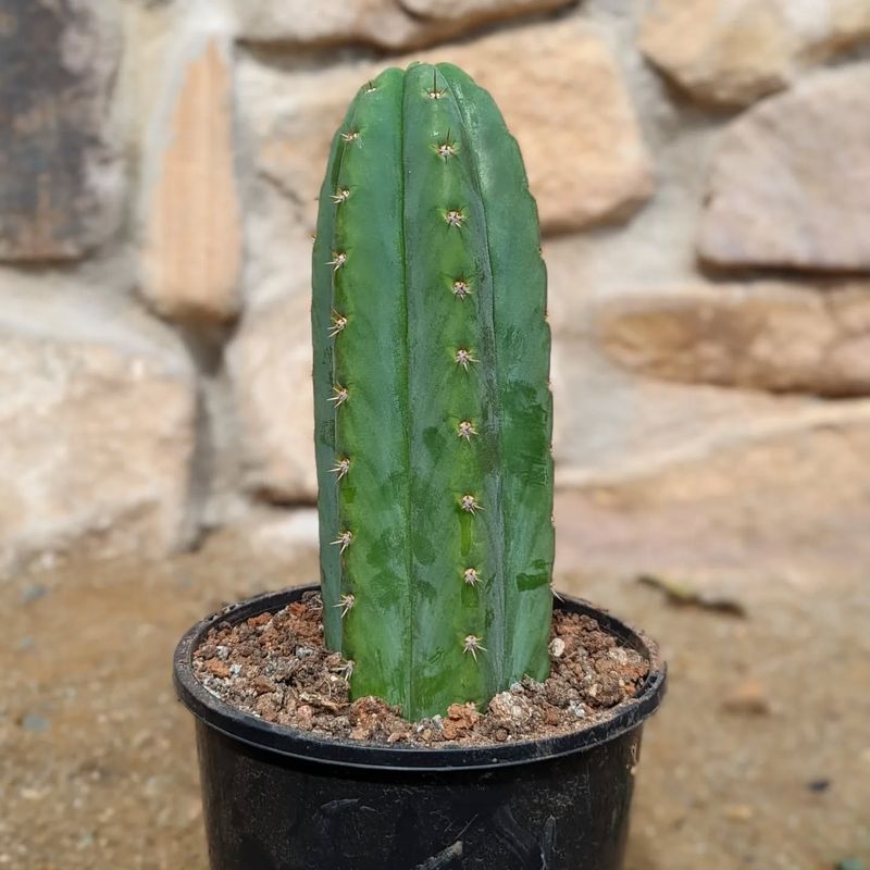 San Pedro Cactus
