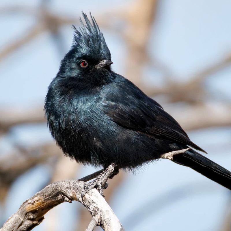 Phainopepla