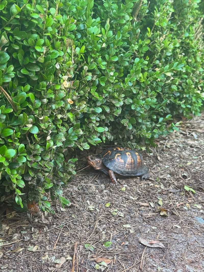 Box Turtles Wandering Through Flower Beds