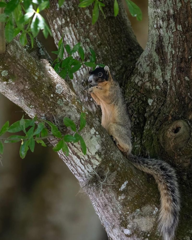 Sherman's Fox Squirrels In Pine Landscapes