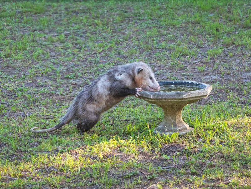 Use Humane Deterrents For Garden Protection