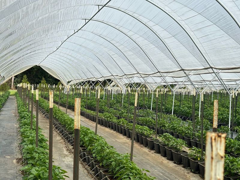 Hoop Houses
