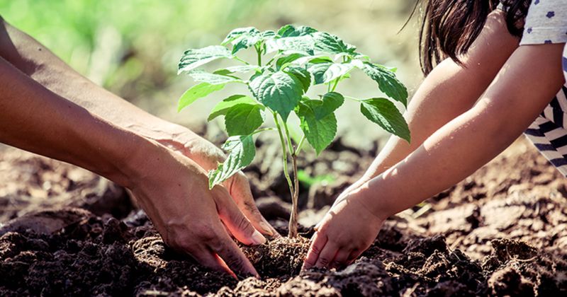 Modern Revival Of Indigenous Gardening Practices