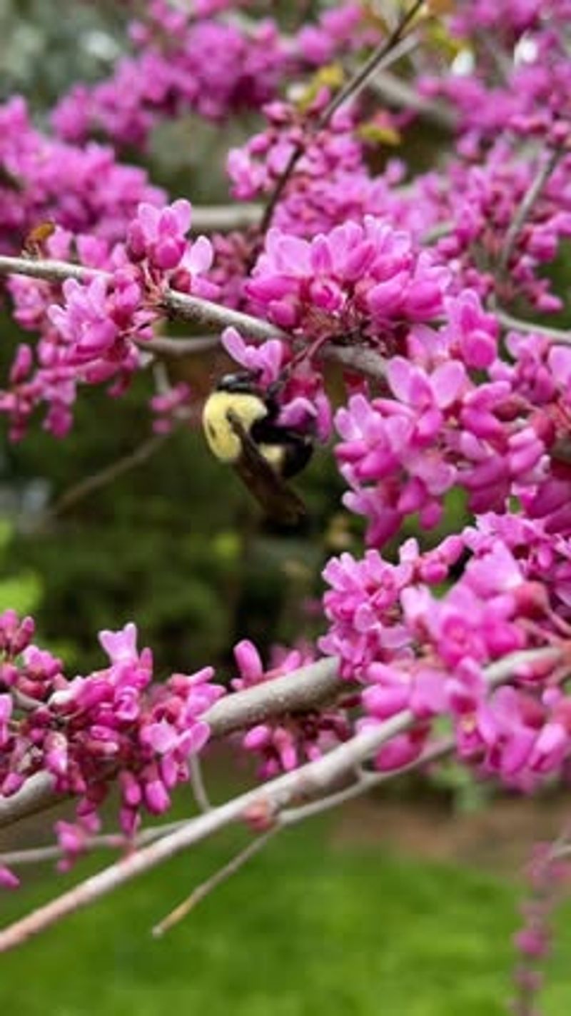 Why Butterflies Favor The Fall Blooms