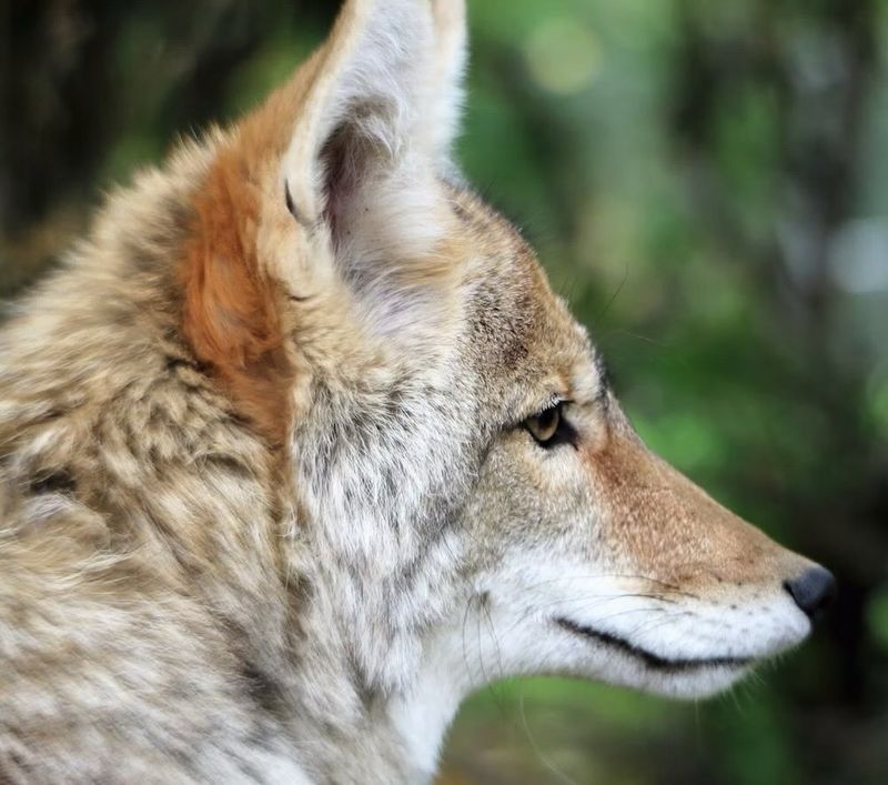 RISK: Feeding Coyotes
