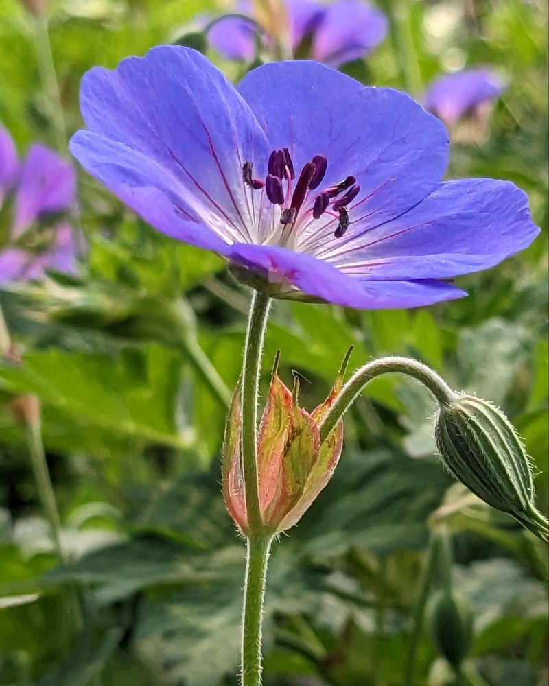 Hardy Geranium (Geranium sanguineum)