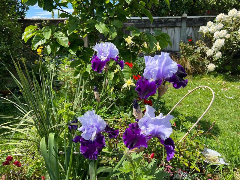 Bearded Iris