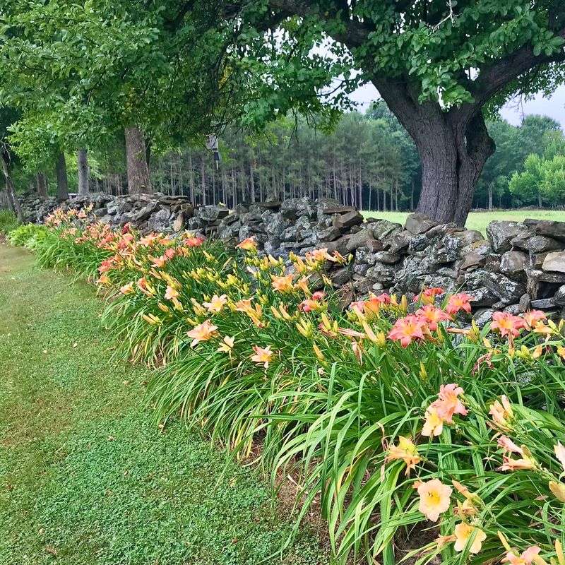 Daylily