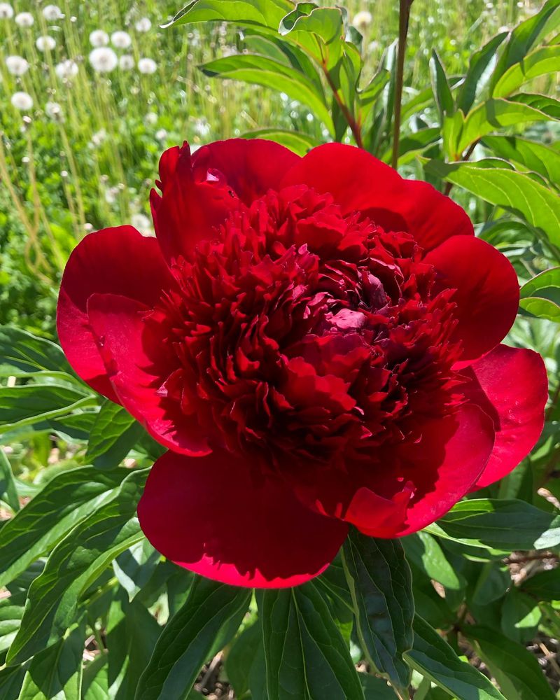 Peony