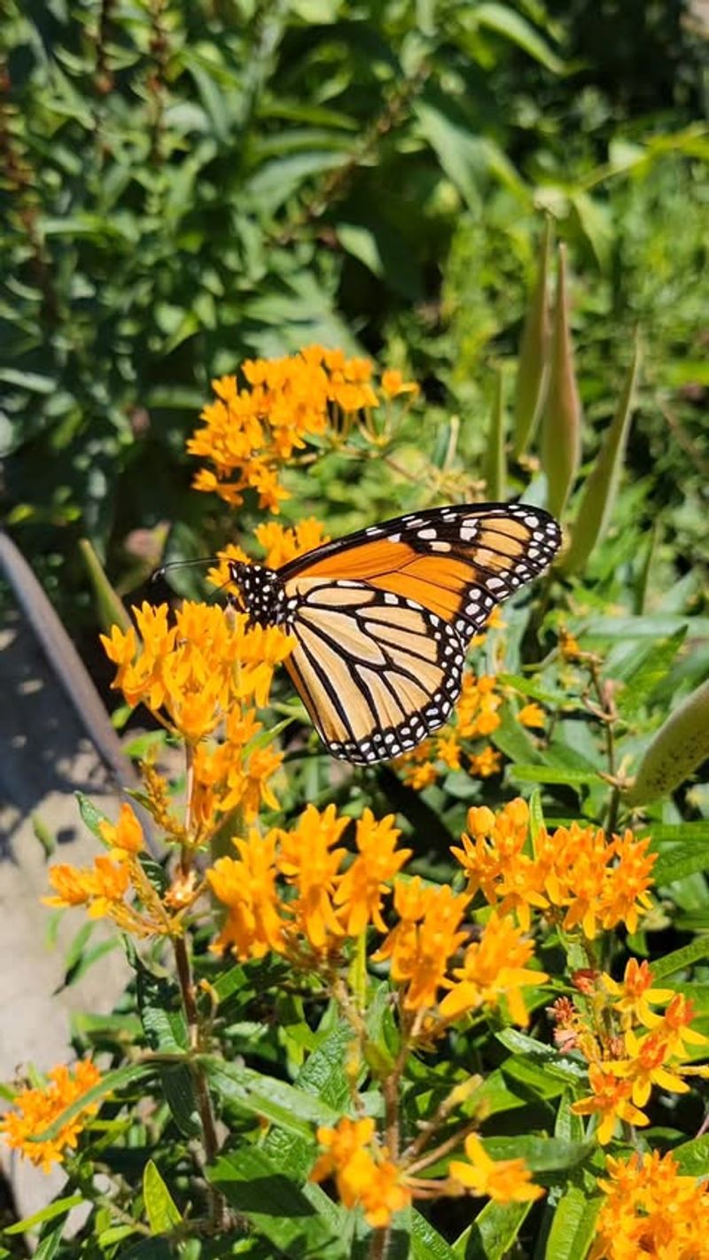 Butterfly Weed