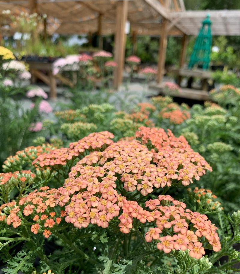 Yarrow