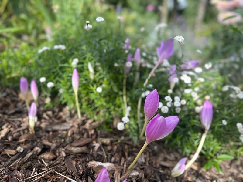 Autumn Crocus for Unexpected Blooms