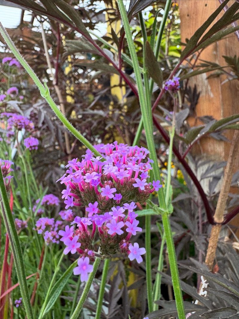 Verbena