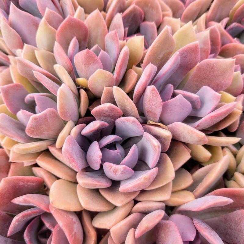 Graptoveria 'Debbie'