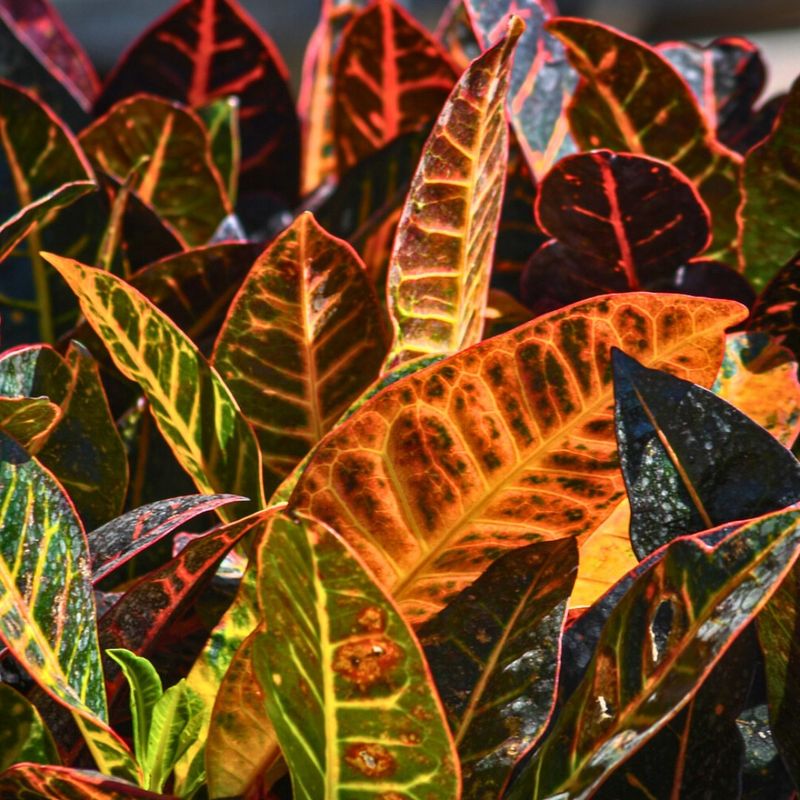 Croton