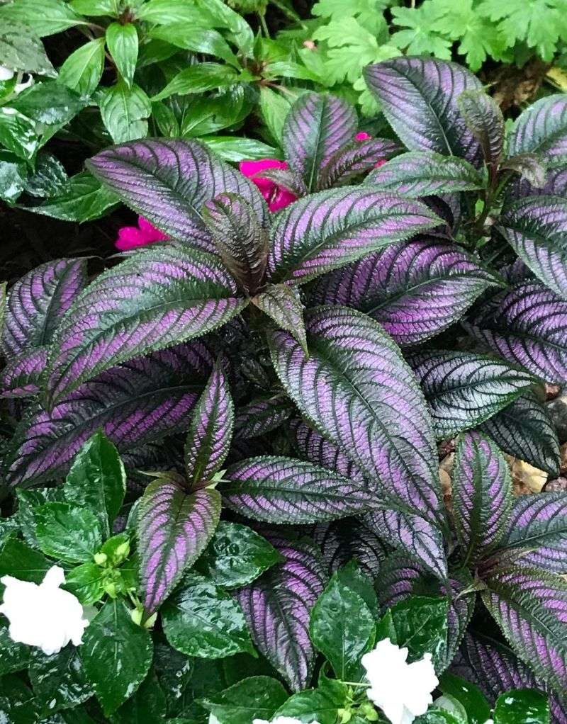 Persian Shield