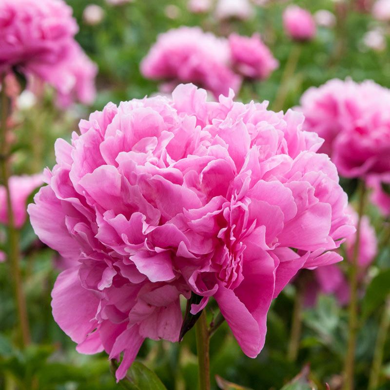 Peony