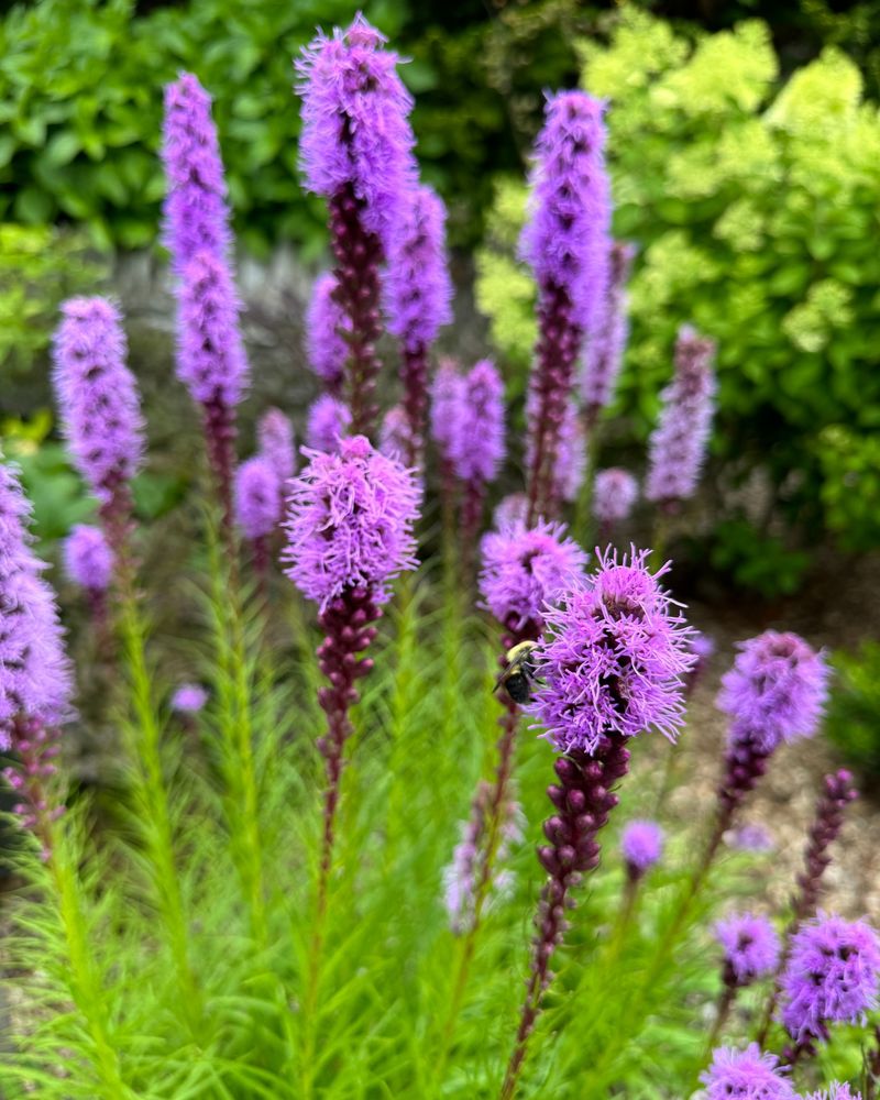 Blazing Star (Liatris spicata)