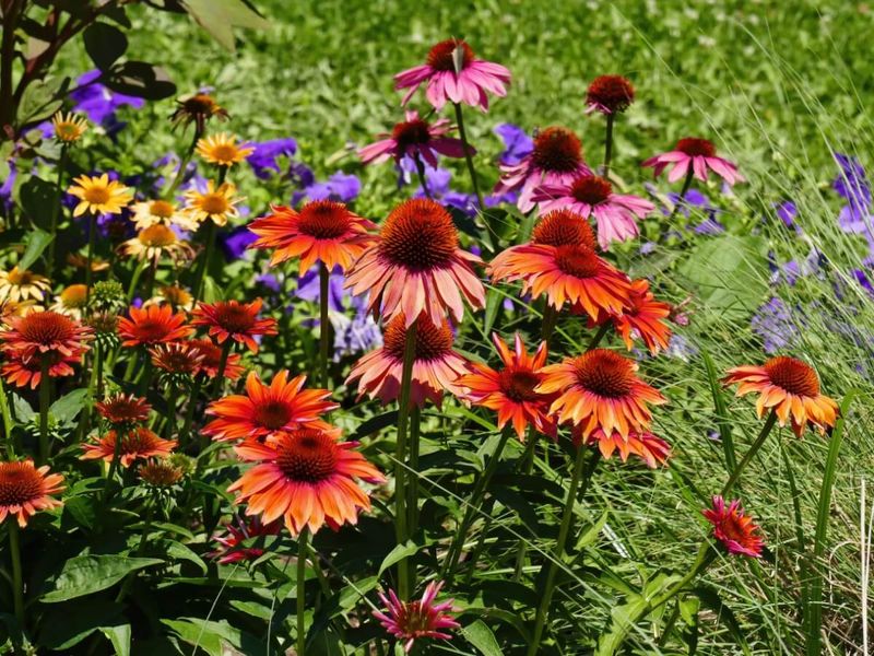Coneflowers Bounce Back Better When Moved Now