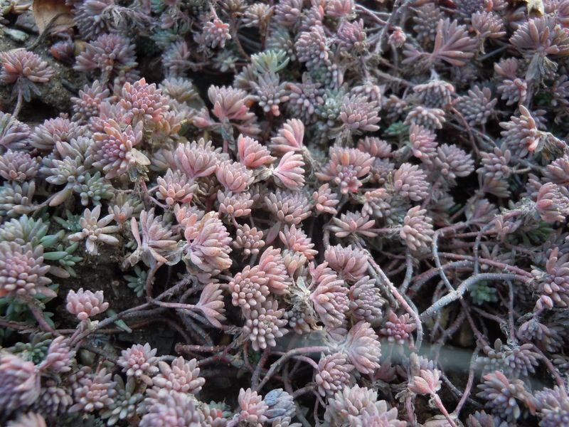 Sedum hispanicum 'Purple Form' - The Tiny Treasure
