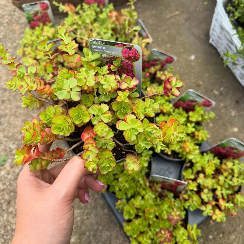 Fuldaglut Sedum - The Heat-Loving Ground Cover