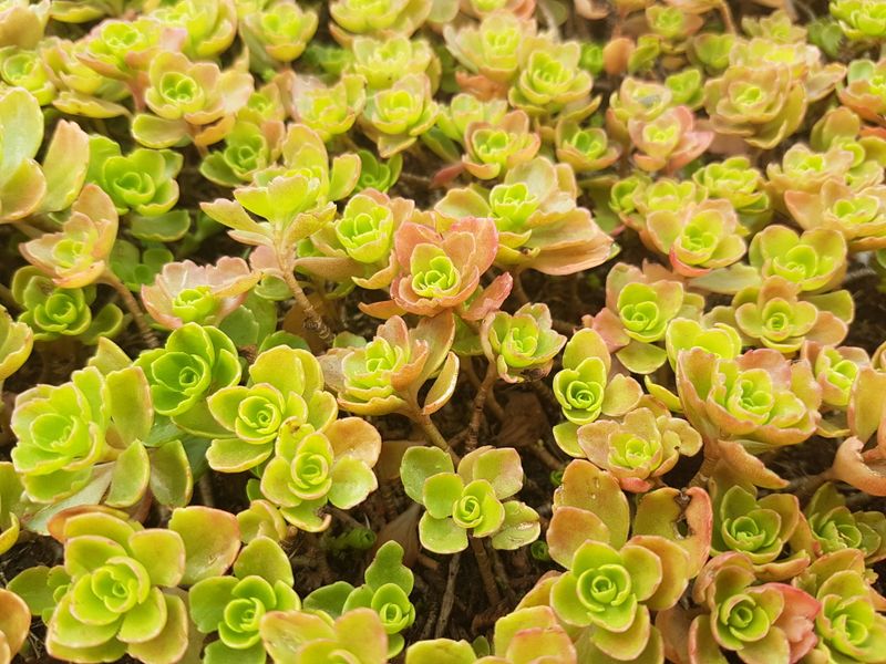 Two-Row Stonecrop - The Native Champion