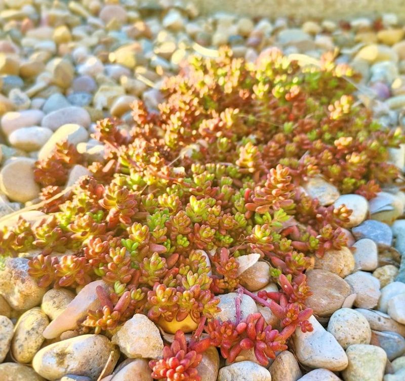 Sedum album 'Coral Carpet' - The Color-Changing Wonder