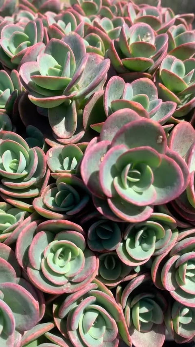 Lime Zinger Sedum - The Edgy Accent Plant