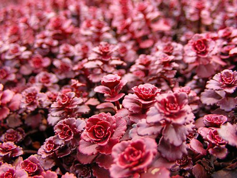 Dragon's Blood Sedum - Nature's Ground Cover
