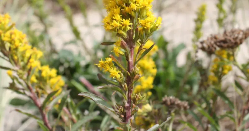 Goldenrod