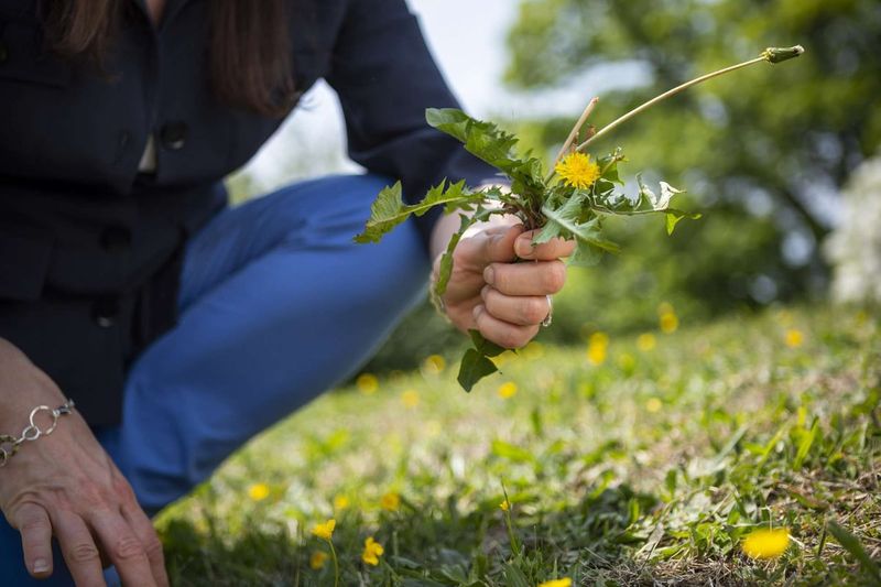 Weed Removal Timing Matters Tremendously
