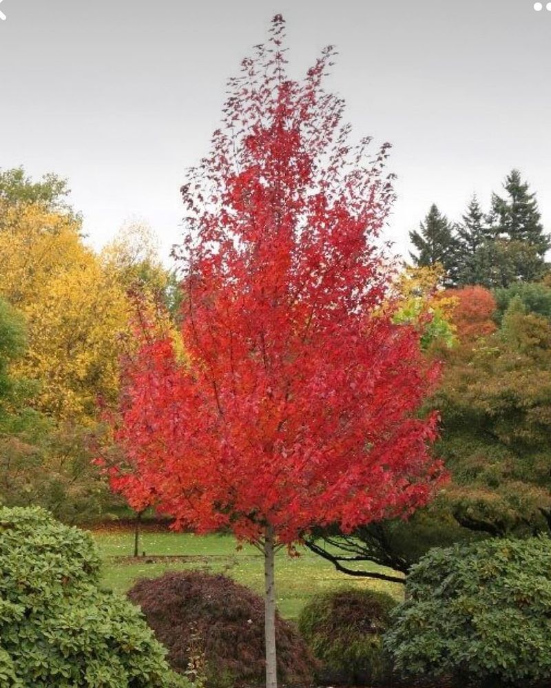 Color-Changing Bark Harbors Insects