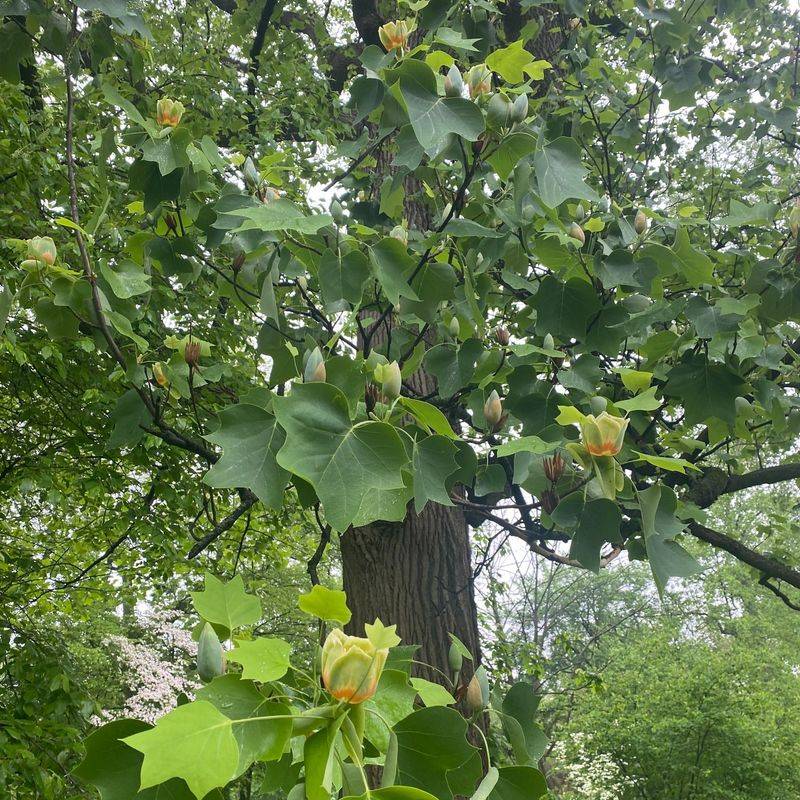 Insect Buffet Attracts Songbirds