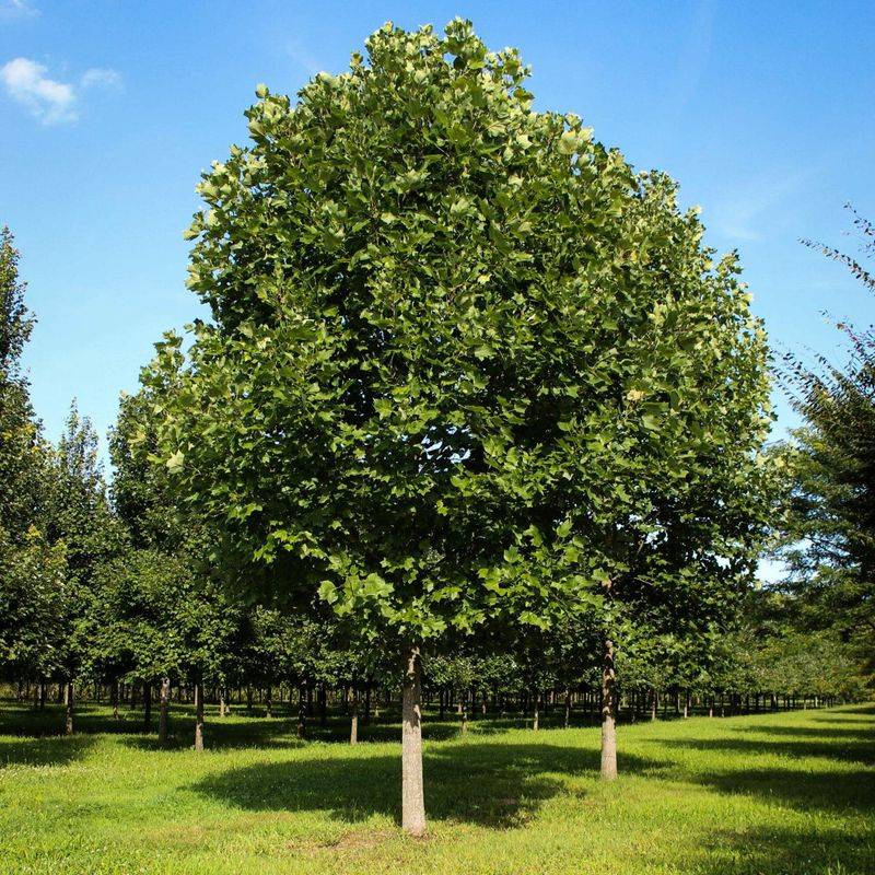 Protective Canopy Architecture