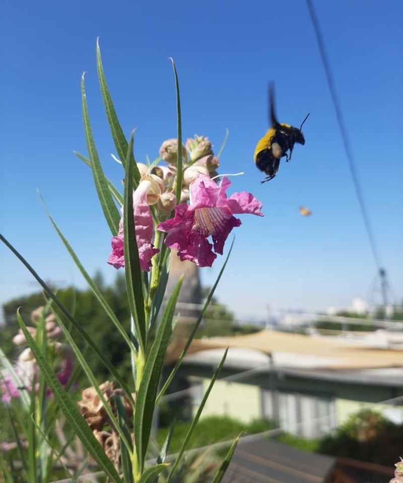 Insect Magnet Effect