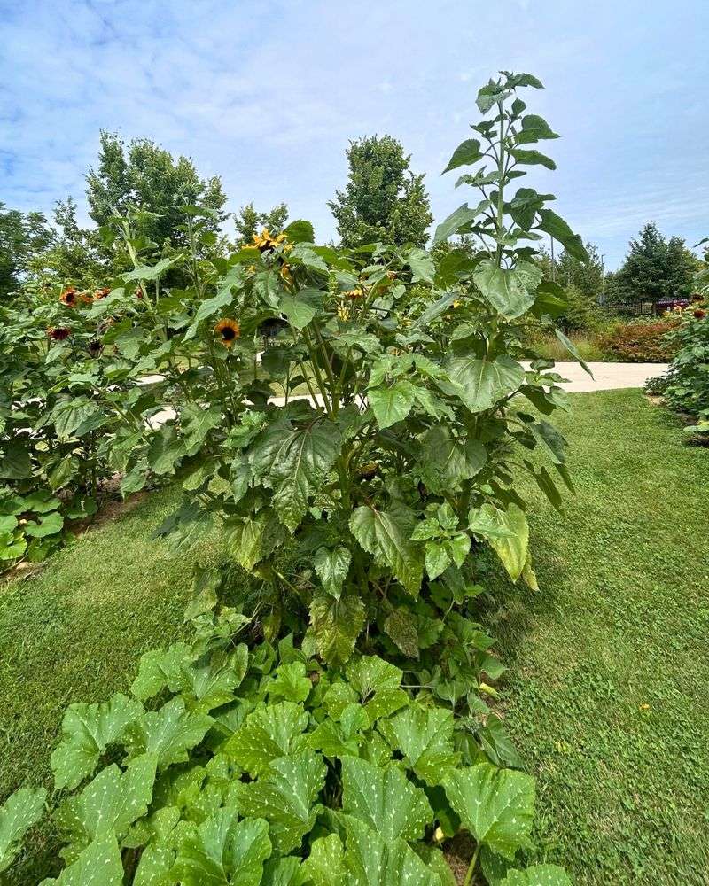 Companion Planting Wisdom