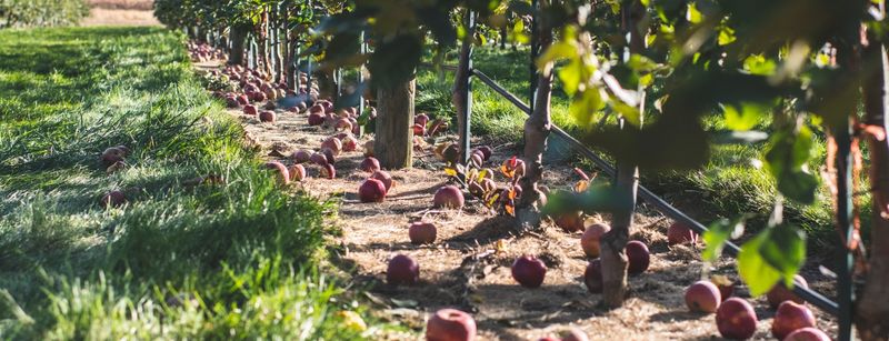 Orchard Traditions Preserve Forgotten Fruit Varieties