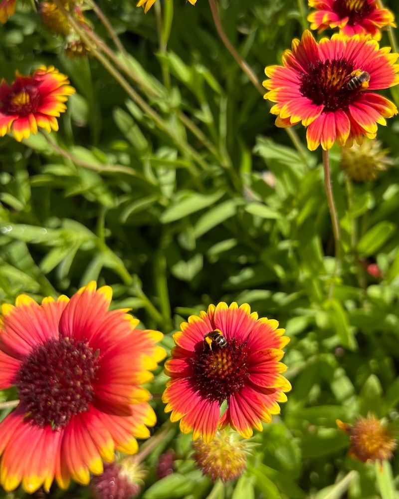 Blanket Flower