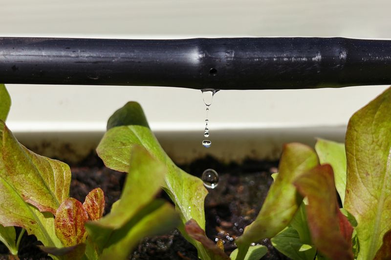 Master Water-Wise Irrigation