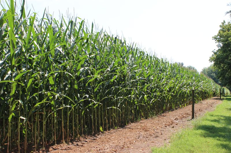 Time Your Planting With Precision