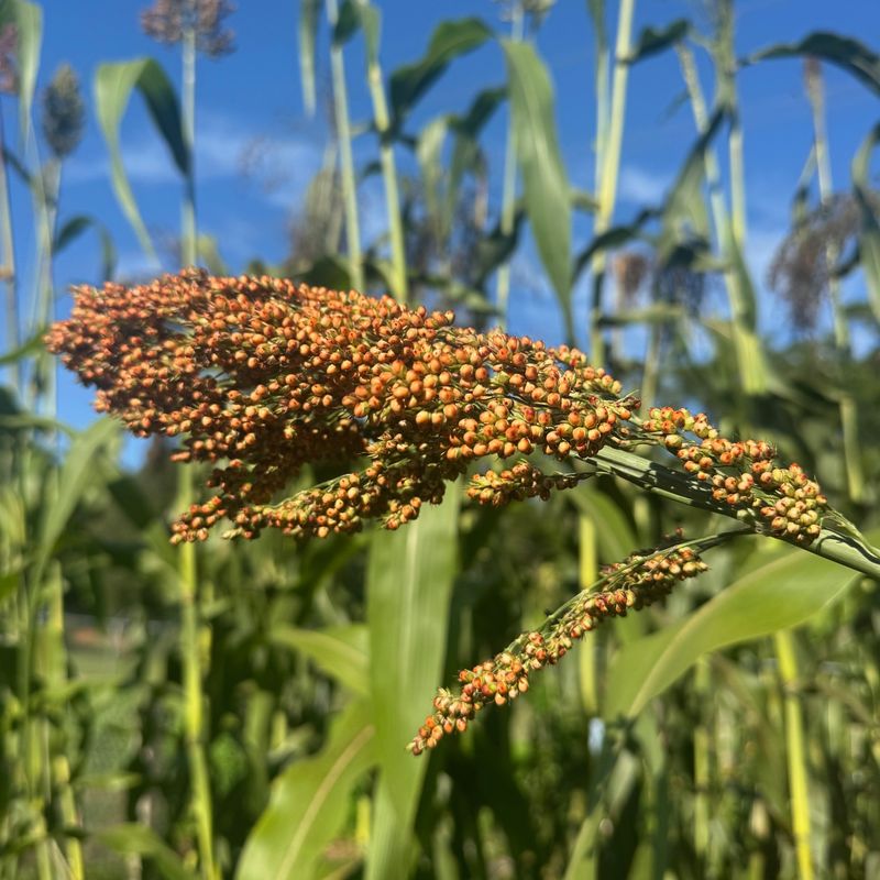 Sweet Sorghum