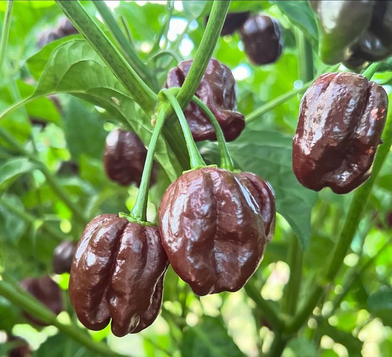 Hot Peppers: Spicy Heat-Lovers