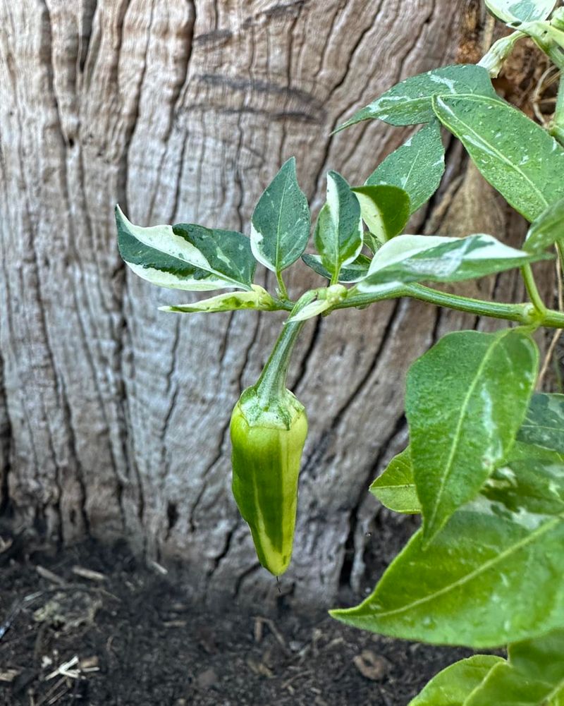 Fish Pepper