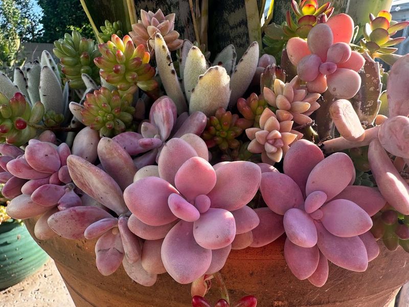 Pachyphytum 'Pink Moonstones'