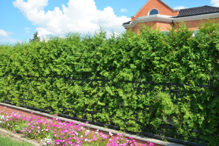 arborvitae (featured image)