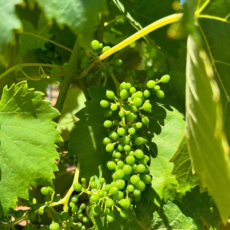 Grapes