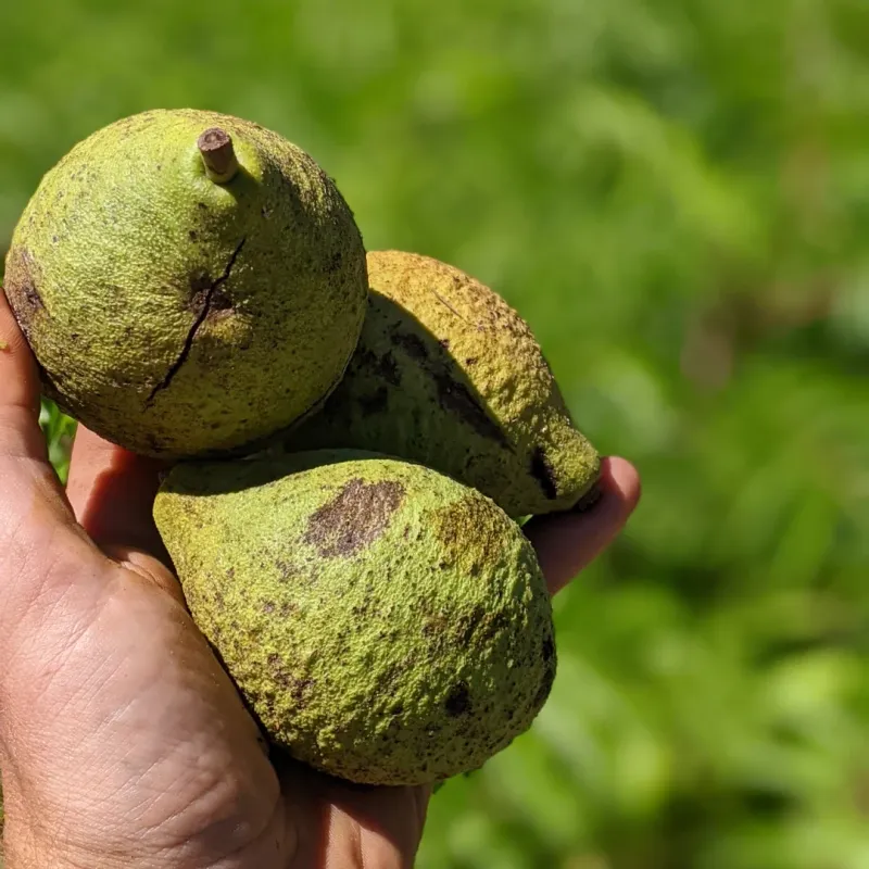 Black Walnuts